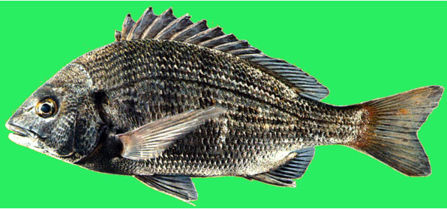 Acanthopagrus schlegeli
